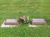 Headstones of Willam and Ann (Egan) Hayes